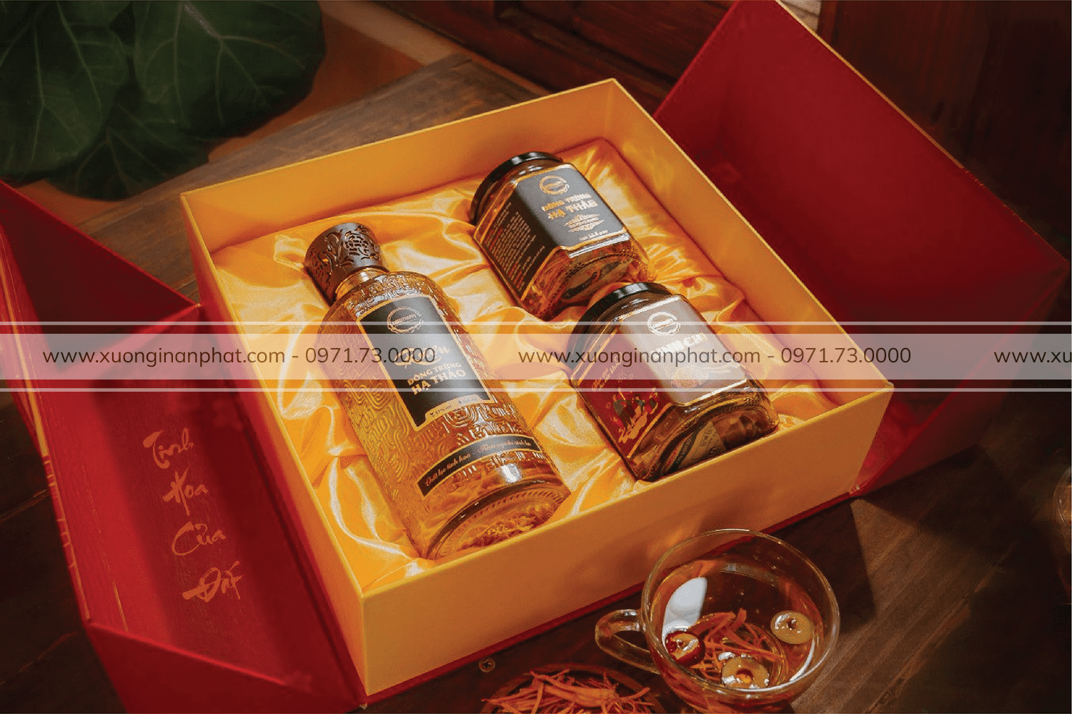 in Hộp Đông Trùng Hạ Thảo Fungi